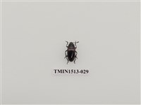 藏品(象鼻蟲科)的圖片